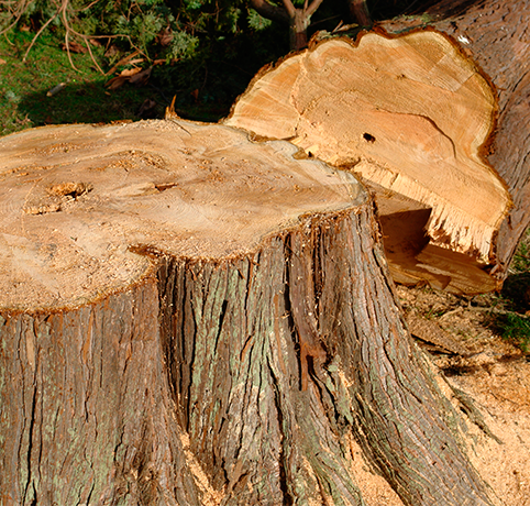 Stump Removal