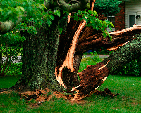 Storm Cleanup
